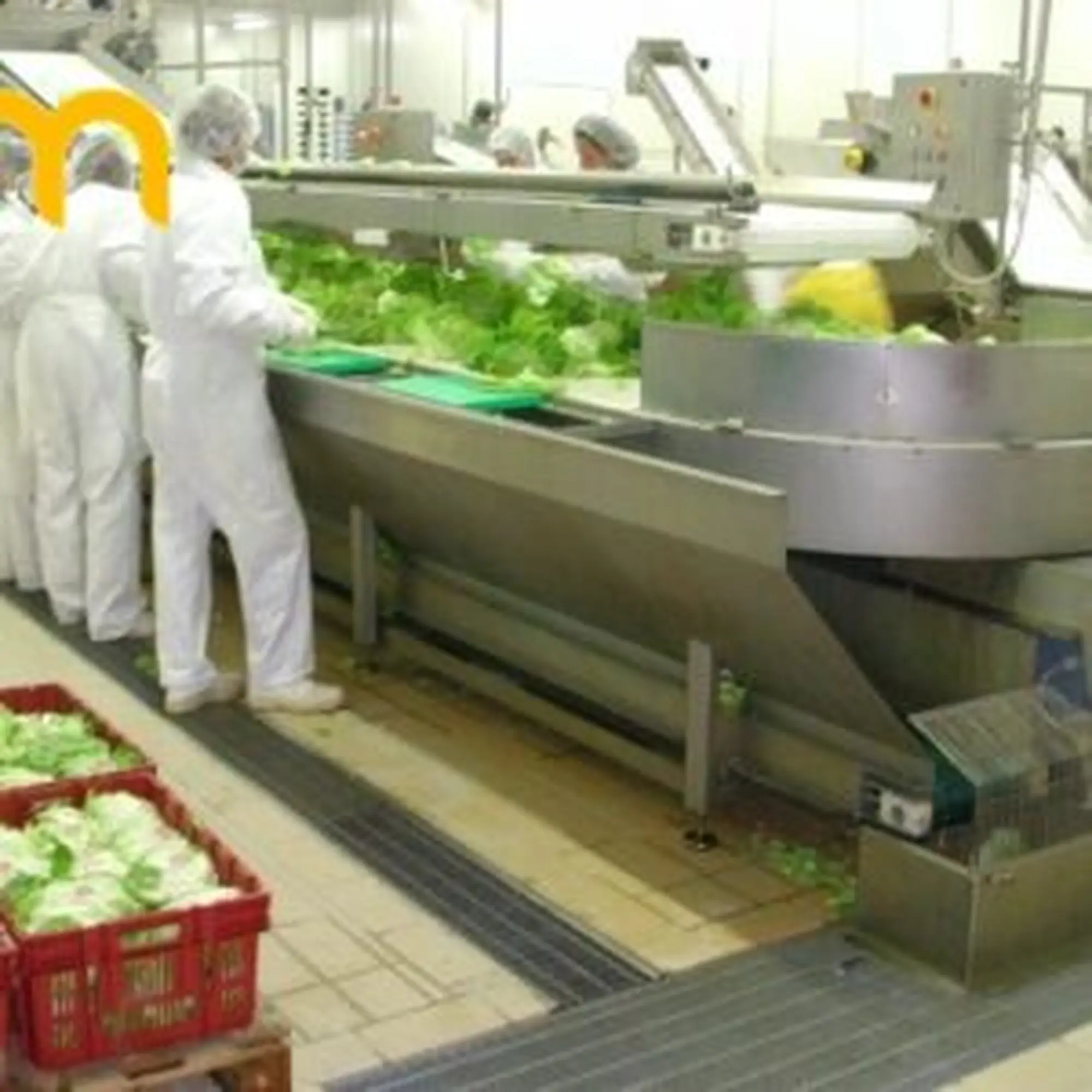 BĂNG TẢI LƯỚI INOX RỬA RAU QUẢ, TRÁI CÂY - Công ty GM