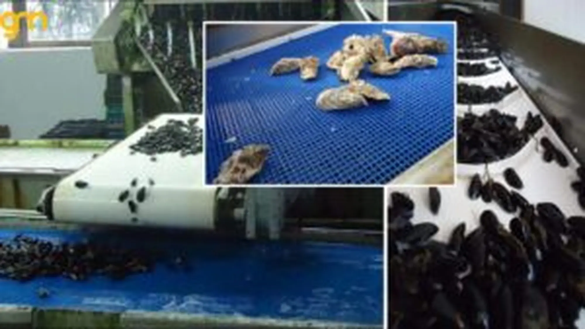 BĂNG TẢI INOX CHUYỂN CÁ SỐNG - Công ty TNHH GM