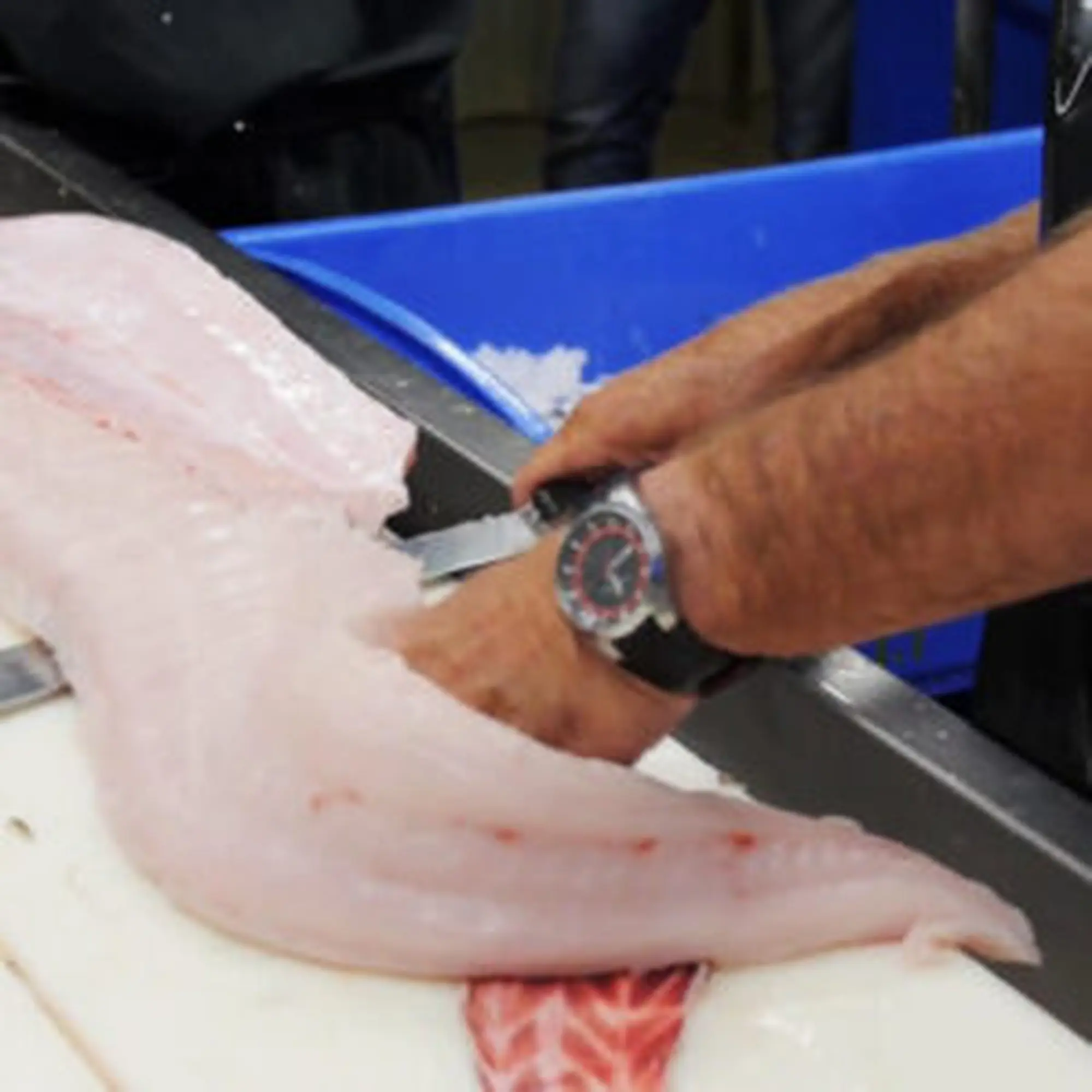 bang tai pvc thuy san