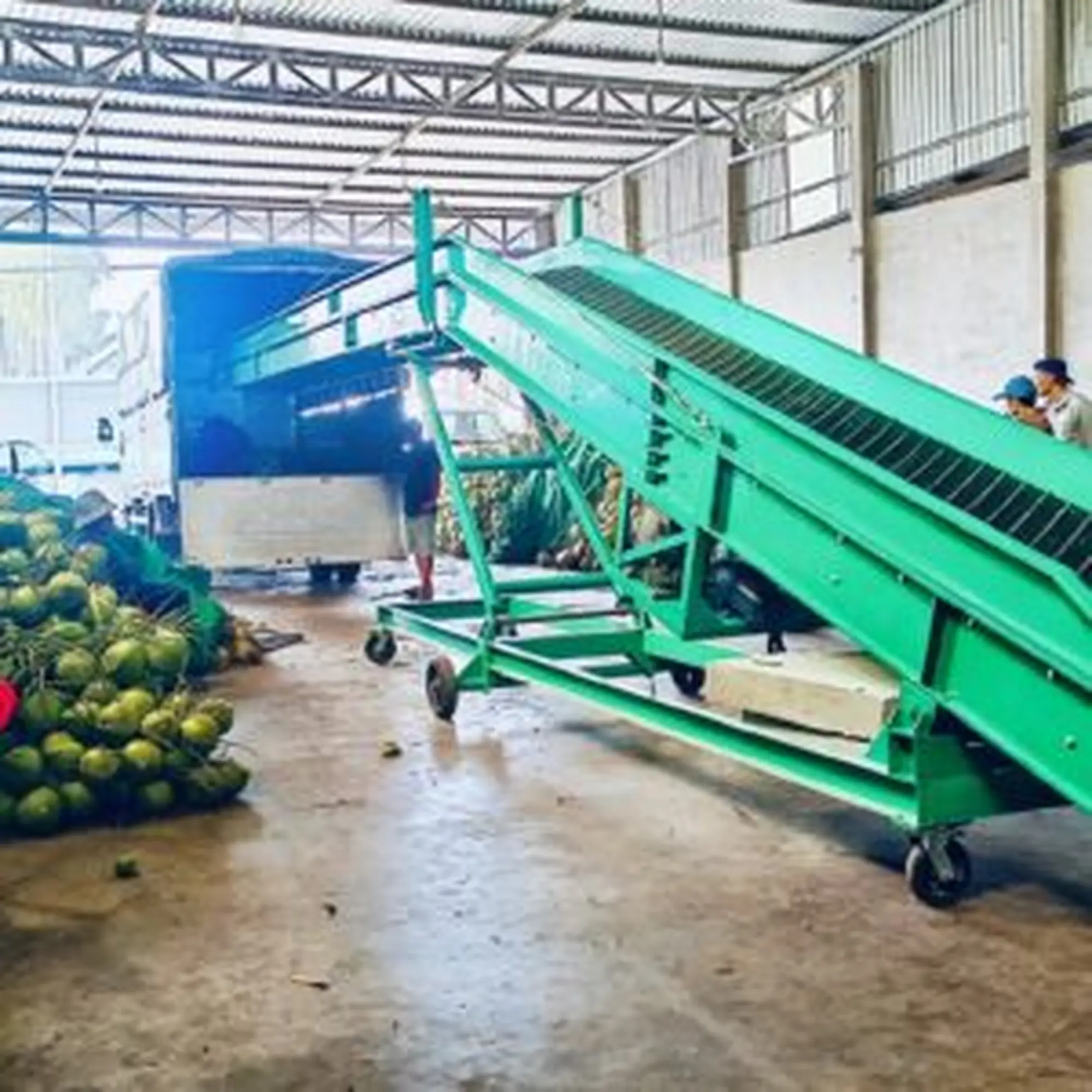 Băng tải cao su chuyển dừa lên xe