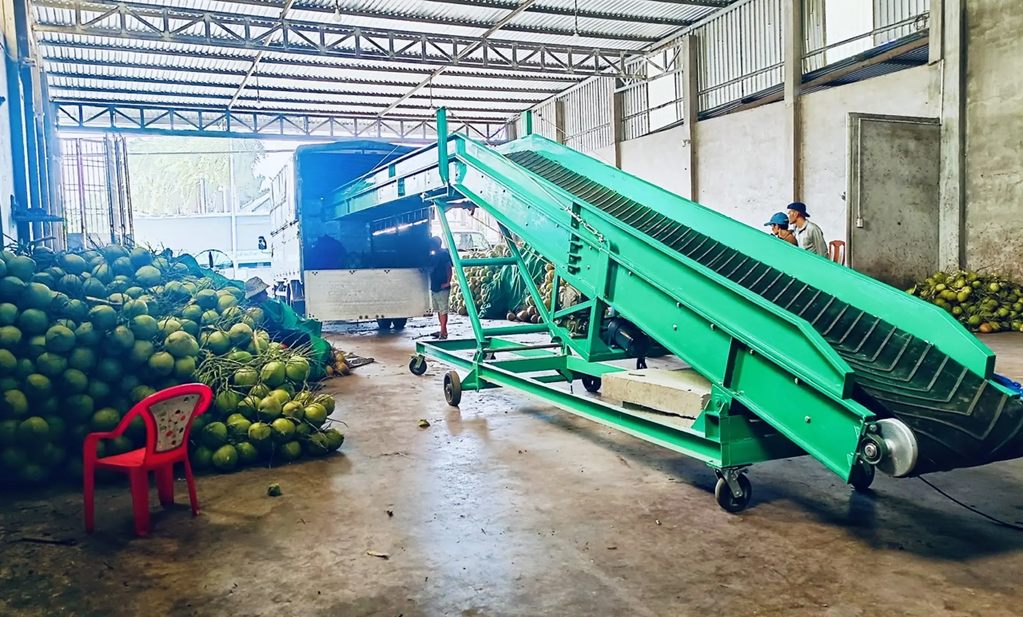 Băng tải cao su chuyển dừa lên xe